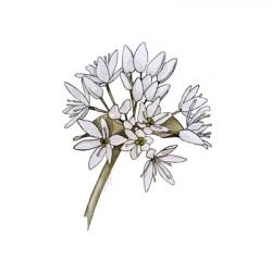 Allium ursinum